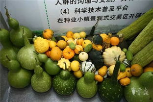 第十五屆昆明農博會開幕啦，快收下這份逛展攻略，周末約起！